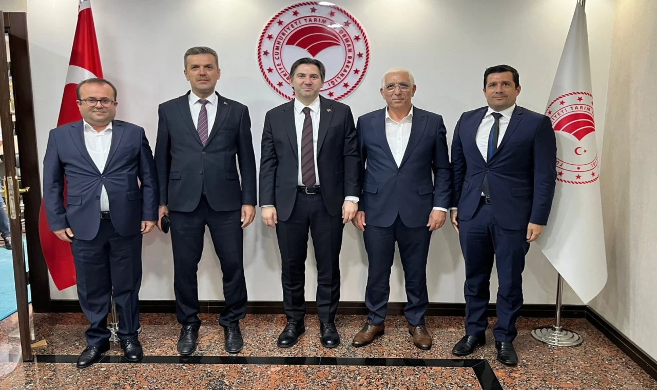 Zeytin hasadı öncesi Marmarabirlik’ten bakanlık nezdinde görüşme... İhracat kısıtlaması kaldırılmalı!
