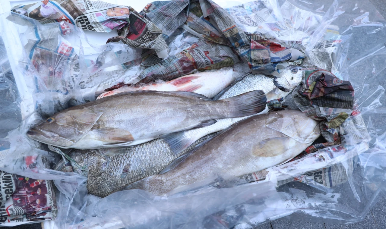 Antalya’da 260 kilo balığa el konuldu