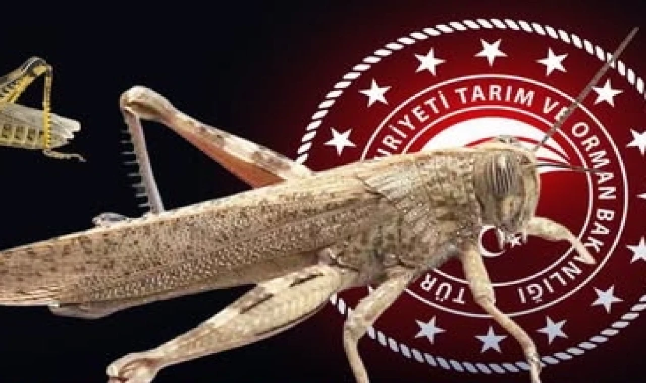 Bakanlıktan ’çekirge istilası’ açıklaması... Ekonomik zarar oluşturan popülasyon yok