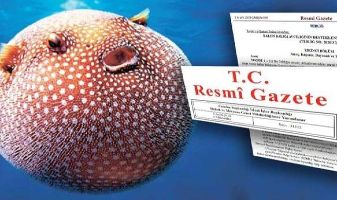 Balon Balığı avcılığı destekleri artırıldı... Zehirli türe destek 35 TL’ye yükseltildi