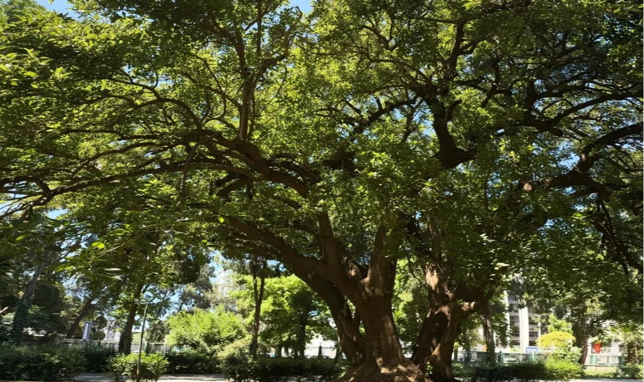 İzmir’de Kültürpark’ın köklerine yolculuk