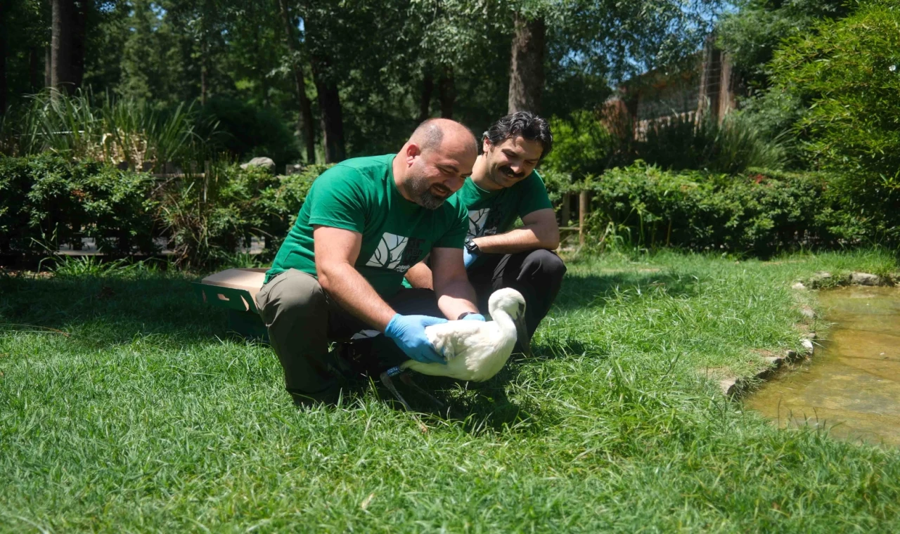 Kocaeli Ormanya’da 4 yavru leylek koruma altında