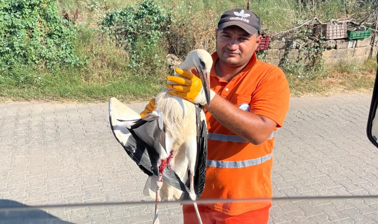 Muğla Milas’ta yaralı leyleğin imdadına yetişti