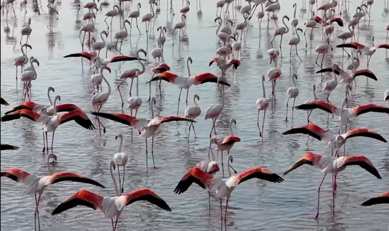 Tuz Gölü’nde flamingo sevinci