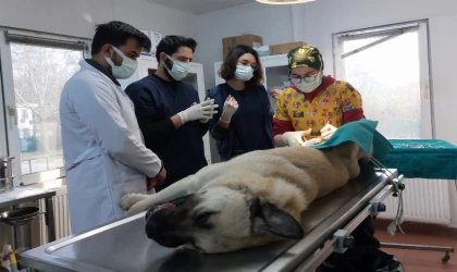 Bursa Osmangazi’de başıboş köpekler için örnek çalışma
