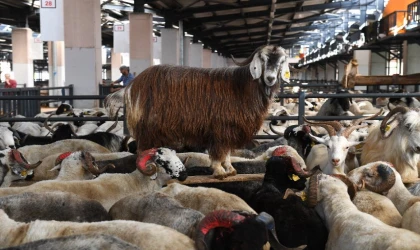 Bursa Osmangazi’de kurban kesim noktaları belli oldu