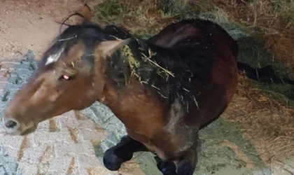 Manisa’da yılkı atı tedavi sonrası yeniden doğal yaşamda