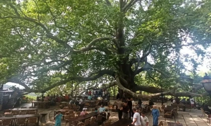 Tarihi İnkaya Çınarı turistler tarafından yoğun ilgi görüyor