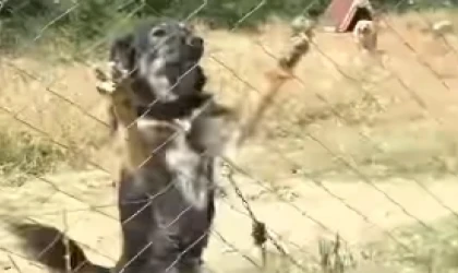 Edirne Keşan’da kısırlaştırma ve sahiplendirme çalışmalarına devam