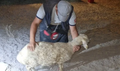 Kayseri İtfaiyesi’nden gece yarısı koyun operasyonu