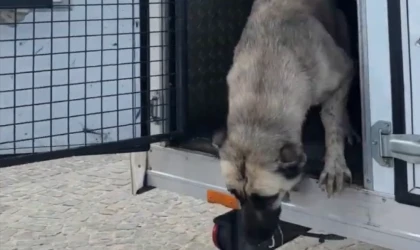 Mudanya’da ‘köpeklerin uyutulduğu’ iddialarına videolu yanıt