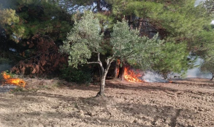 Mudanya Çağrışan’da tarım arazisinde çıkan yangın korkuttu