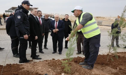 Mardin Yeşilli 2.ci OSB’de binlerce ağaç toprakla buluştu