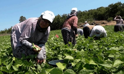 Balıkesir Büyükşehir Belediye Başkanı Ahmet Akın’ın Balyalı üreticilere ilk defa dağıttığı yüzde 100 hibeli Badalan fasulyesi tohumları toprakla buluştu.