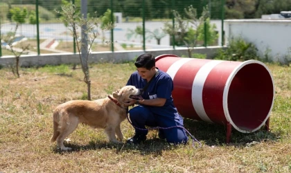Pako ve bakımevlerindeki patili dostlar İzmir’de ailelerini arıyor