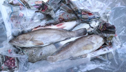  Antalya’da 260 kilo balığa el konuldu