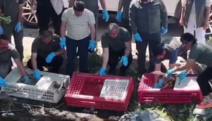 Bursa’da tedavileri tamamlanan yaban hayvanlar doğaya salındı