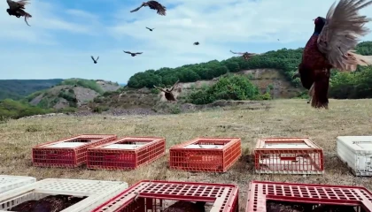 Doğal mücadelede yeni hamle... 51 bin keklik ve sülün doğaya salınacak