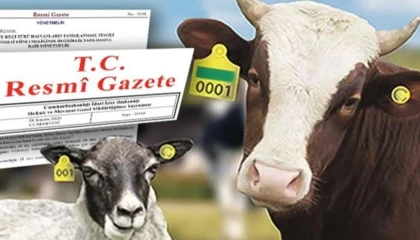 Hayvan küpeleme sisteminde yeni dönem... Karekod geliyor, il kodlu küpelerin süresi uzatıldı