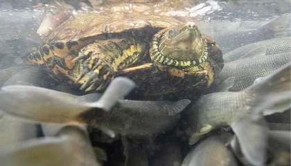 İnci kefalinin göçünde dikkat çeken kare... Kaplumbağa ve balıklar aynı kadrajda