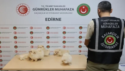 Kapıkule’de kaçakçılık operasyonu... 6 Pomeranian yavrusu ele geçirildi!