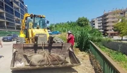 Mudanya Güzelyalı’da derede ölü yabani hayvan bulundu
