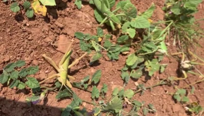 Nemrut Dağı’nda yasa dışı çekirge avına 3 milyon lira ceza!