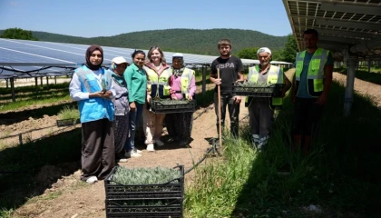 Samsun’da GES sahasında Agrivoltaik Tarım Uygulaması