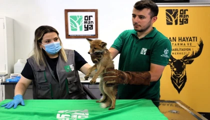 Yavru tilki Ormanya’da şifa buluyor