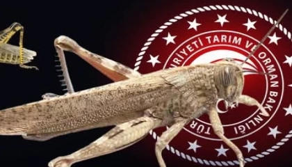 Bakanlıktan ’çekirge istilası’ açıklaması... Ekonomik zarar oluşturan popülasyon yok