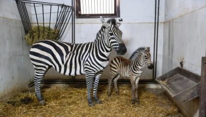 Bursa Hayvanat Bahçesi’nde zebra ailesi büyüyor