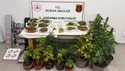 Bursa İnegöl’de kenevir ve yüklü miktarda esrar ele geçirildi