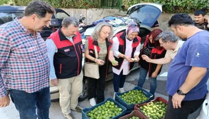 Bursa siyah inciri için ilek kontrolleri tamamlandı