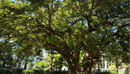 İzmir’de Kültürpark’ın köklerine yolculuk