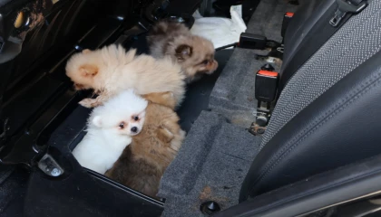 Kapıkule’de araçta gizlenen 5 yavru köpek ele geçirildi