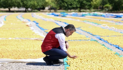 Malatya kayısısında bereket