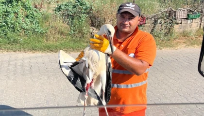 Muğla Milas’ta yaralı leyleğin imdadına yetişti
