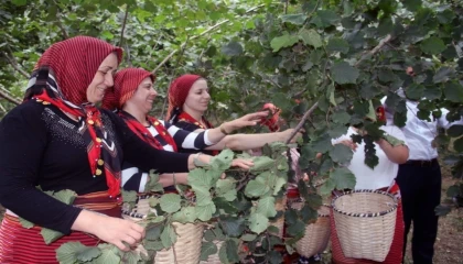 Ordu’da fındık hasadında işçi sorununa çözüm