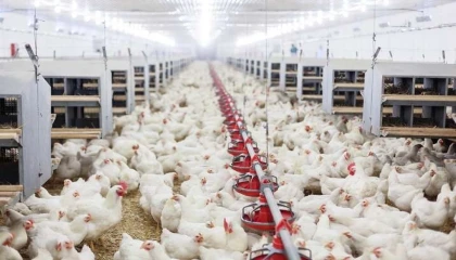 Tavuk eti üretimi 202 bin ton oldu, yumurta üretimi arttı