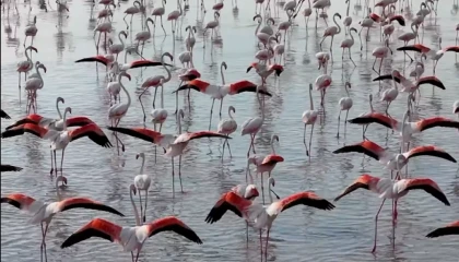 Tuz Gölü’nde flamingo sevinci
